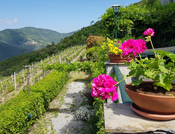 Casale In Vigna - Casa Glicine